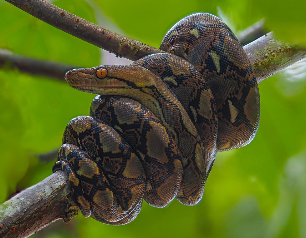 Herpetolog Tomáš Bublík nejradši pozoruje hady v jejich přirozeném prostředí.