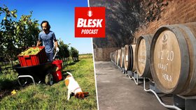 Blesk Podcast: Tradiční oslava Martina. Na dobré mladé víno si raději počkejte, radí znojemský vinař