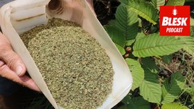 Blesk Podcast: Kratom může zabíjet děti. Látku lze koupit legálně, varuje adiktolog