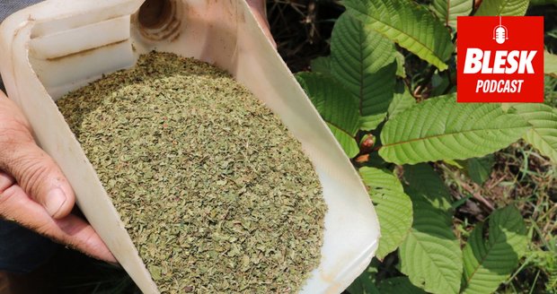 Podcast: Kratom může zabíjet děti. K dostání legálně v centru Prahy, varuje adiktolog