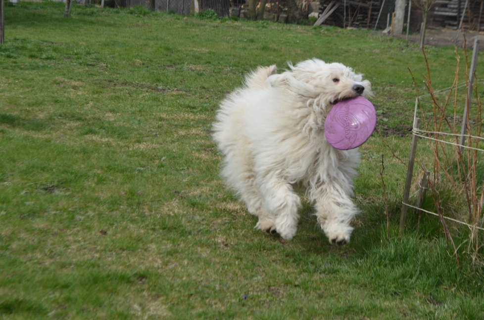 Z apatického nemocného Arga se stal akční pes, který miluje pohyb a hry.