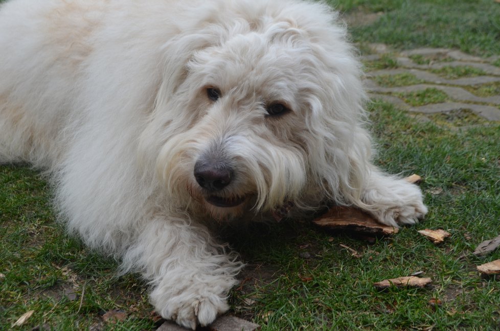 Na akci nebude chybět ani maskot Blesk tlapek, něžný obr Arnošt, dříve Argo, se svou adoptivní rodinou.