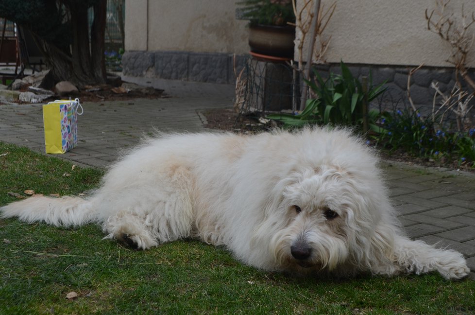 Z Arga vyrostl krásný pes, který je naštěstí už i zdravý.