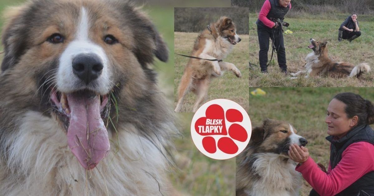 Argo lleva seis meses buscando un nuevo hogar. ¿Lo encontrarás como regalo debajo del árbol?