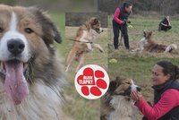 Argo vyhlíží nový domov už půl roku. Dostane ho jako dárek pod stromeček?