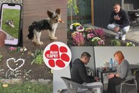 Smutek v rodině vedoucího týmu pražské Sparty Baranka: Milovaného Fíčka jim roztrhali sousedovi psi