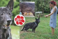 Daisy trpěla, žila na dvoře, přišla téměř o všechnu srst. Teď se zotavuje v psím hospicu