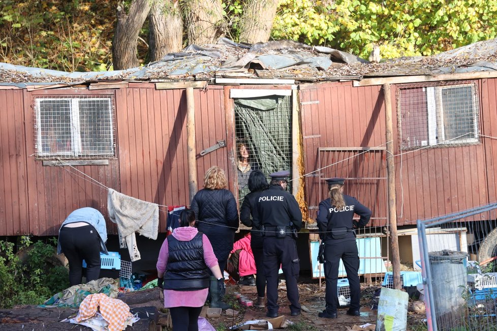 Majitelka koček s úřady nejprve nespolupracovala a s částí zvířat se zavřela v rozpadlé maringotce. (25. 10. 2022)