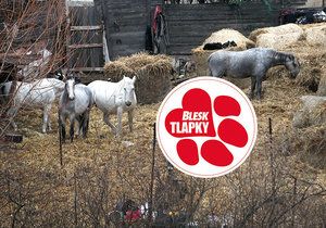 Farma hrůzy v Číčovicích: Kozy na balkóně a dům plný zbídačených zvířat!