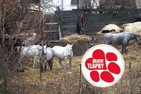 Farma hrůzy: Kozy na balkoně, koně mezi odpadky. Majitelka se „vypařila“