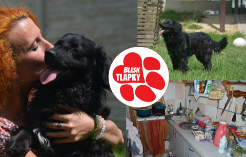 Donatello zachráněný z chaty v kempu zářil na festivalu Blesk tlapek. Teď hledá nový domov