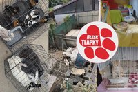 V nouzi poznáš souseda. Kdo pomoc potřebuje a kdo ji nabízí? A pomůže milion ze sbírky Blesk tlapek