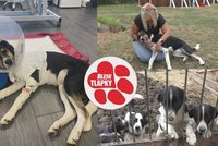Štěňata z Pamíru mají zdravotní problémy. Lily už podstoupila náročnou operaci, další ji čeká