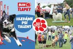 Hledáme Psí talent. Nejšikovnější pejsky odměníme na Festivalu Blesk tlapek.