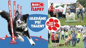 Hledáme Psí talent. Nejšikovnější pejsky odměníme na Festivalu Blesk tlapek.