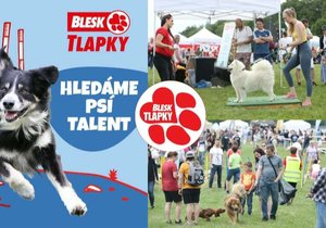 Hledáme Psí talent. Nejšikovnější pejsky odměníme na Festivalu Blesk tlapek.