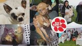 Festival Blesk tlapek už tuto sobotu: Tombolou a sbírkou podpoříme Srdečné tlapky