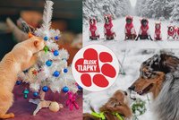 Vánoční fotosoutěž Blesk tlapek má vítěze: Radovánky na sněhu, útok na stromek a parta sobů