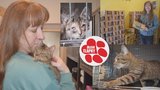 Žraly vlastní výkaly a umíraly hlady! Sbírka Blesk tlapek pomůže týraným kočkám z Teplic