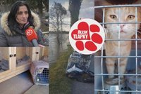 Pomáhali zaplaveným útulkům, teď ji potřebují sami. Srdečným tlapkám zachráněná zvířata zůstanou