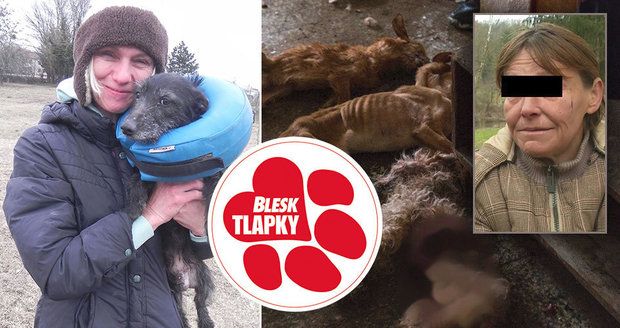Žena nechala v domě v Ivančicích 16 psů: Požírali se navzájem! Hrozí jí dva roky vězení