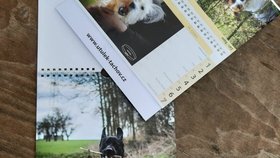 Tyto kalendáře nabízí tachovský útulek U Šmudliny na příští rok