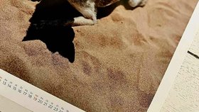 Kalendáře spolku Dejte nám šanci.