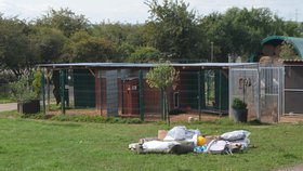 Do kampaně se zapojil i útulek Voříškov, se kterým Blesk tlapky spolupracují.