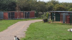 Do kampaně se zapojil i útulek Voříškov, se kterým Blesk tlapky spolupracují.