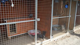 Do kampaně se zapojil i útulek Voříškov, se kterým Blesk tlapky spolupracují.