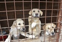Útulek přijal devět týraných psů ze statku smrti: Strhla se velká vlna solidarity