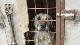 Statek smrti na Chebsku: Umírali psi i ovce, veterináři se brodili mezi tlejícími těly 