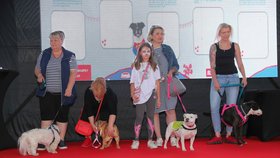Na Festivalu Blesk tlapek ocenili návštěvníci Kiru coby psí superhrdinku