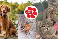 Klíšťata útočí i na mazlíčky, přenáší i na ně nebezpečné nemoci. Víme, jak je ochránit bez chemie