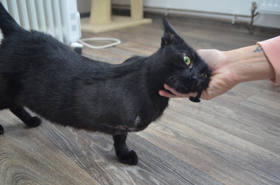 Díky péči spolku je z Bety krásná zdravá mazlivá kočka, které její handicap nijak nevadí
