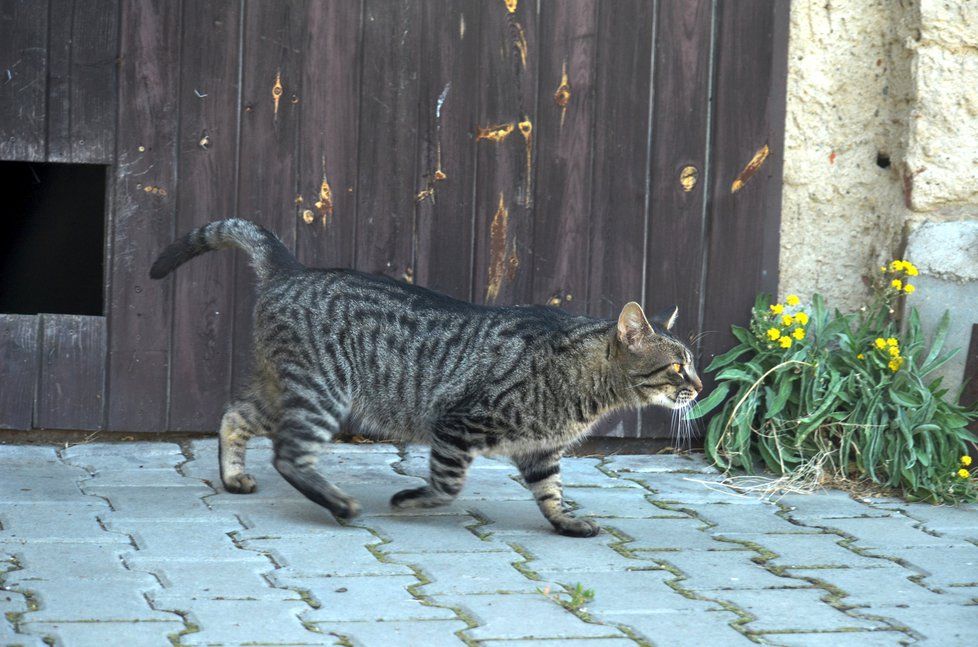 Doby je krásný kocour, který miluje lidi. Ostatní kočky ale nesnese, tvrdě je napadá