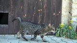 Velký zátah na toulavé kočky: V Řepích je odchytí, vykastrují a vrátí zpět