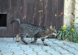 V Praze 17 budou odchytávat divoké kočky. (Ilustrační foto)