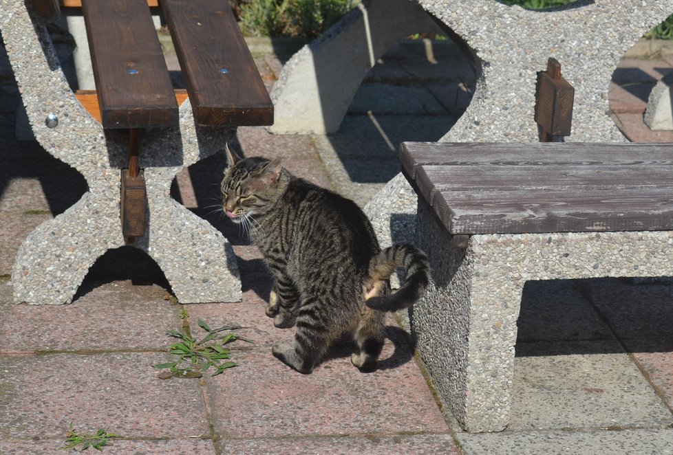 Doby je krásný kocour, který miluje lidi. Ostatní kočky ale nesnese, tvrdě je napadá