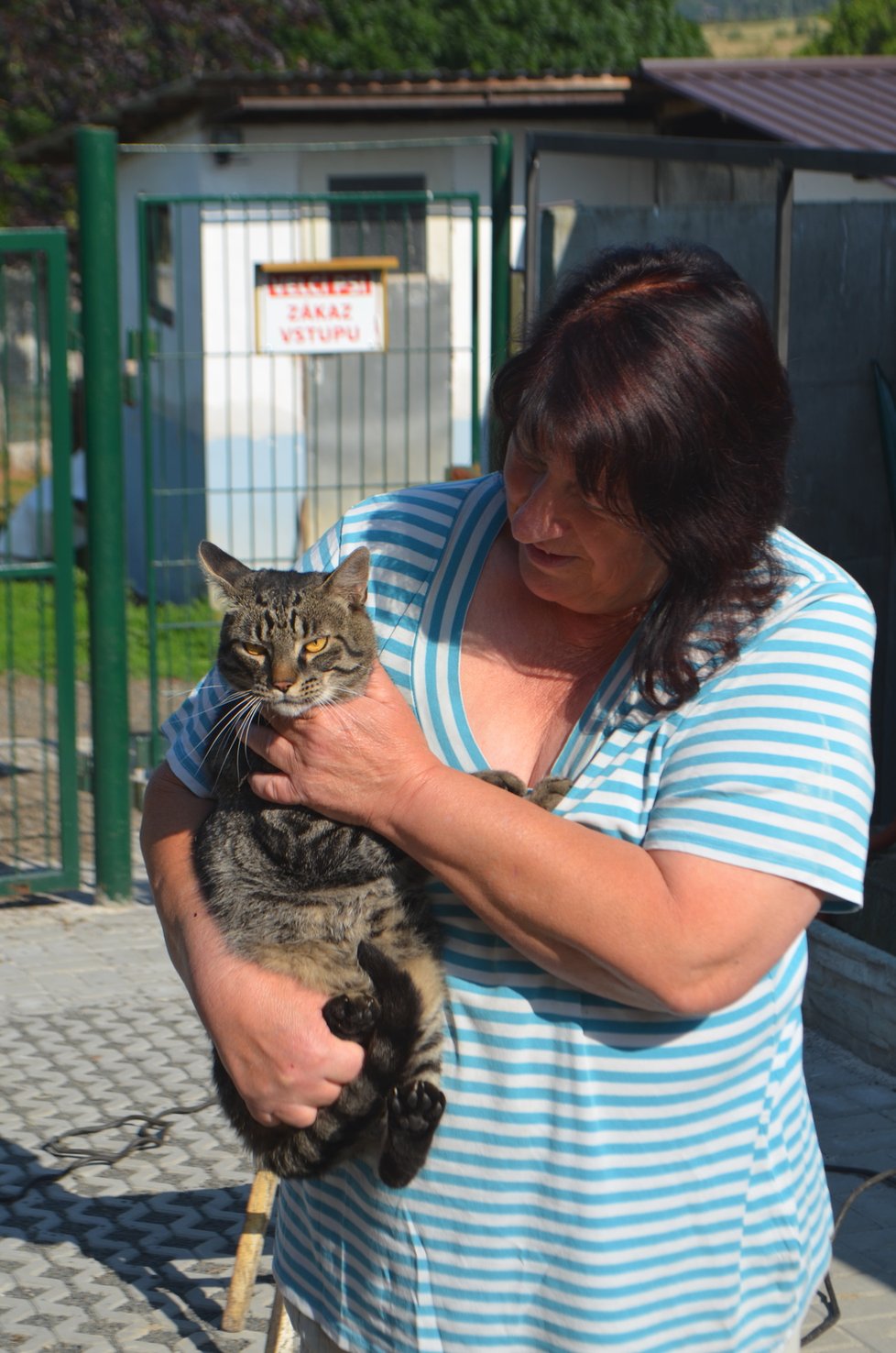 Doby je krásný kocour, který miluje lidi. Ostatní kočky ale nesnese, tvrdě je napadá