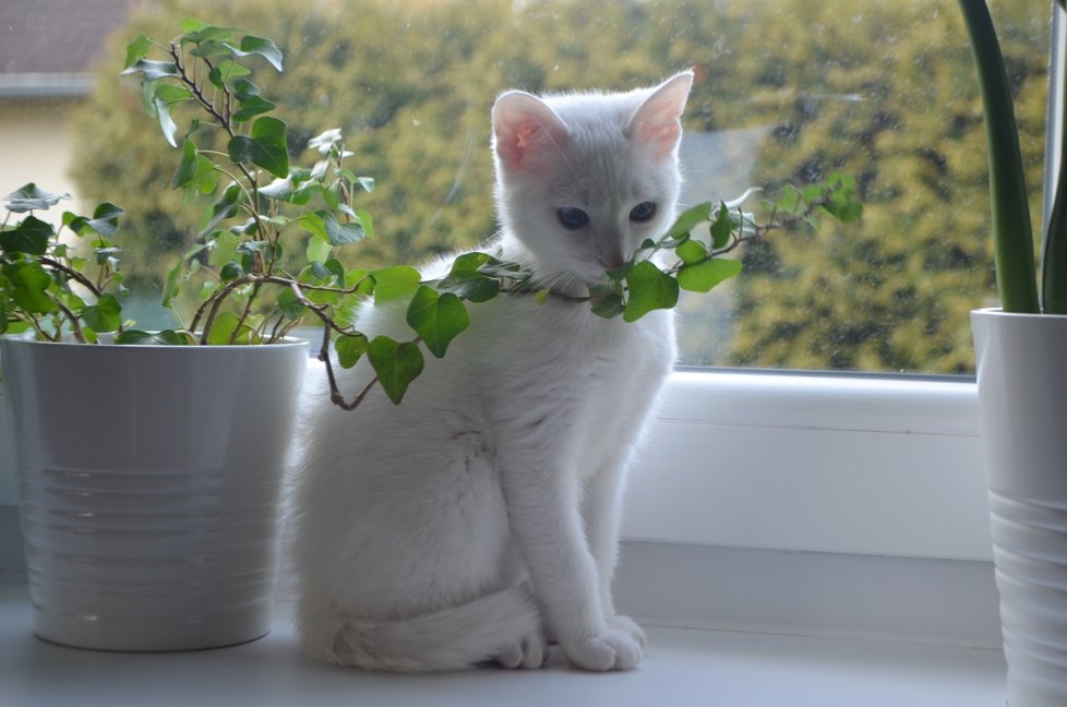 Bílá Hluchá Malá je jako každé jiné kotě velmi zvídavá