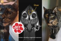 Z nosu jí odstranili nádor, teď bojuje dál: Nina (5) hledá domov, kde bude konečně v bezpečí