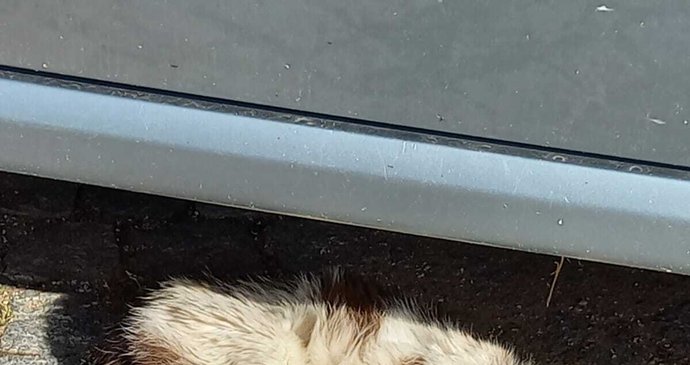 Kočka s obřím nádorem na uchu žila v Ústí nad Orlicí na ulici, ukrývala se pod auty a žila z toho, co jí kdo dal