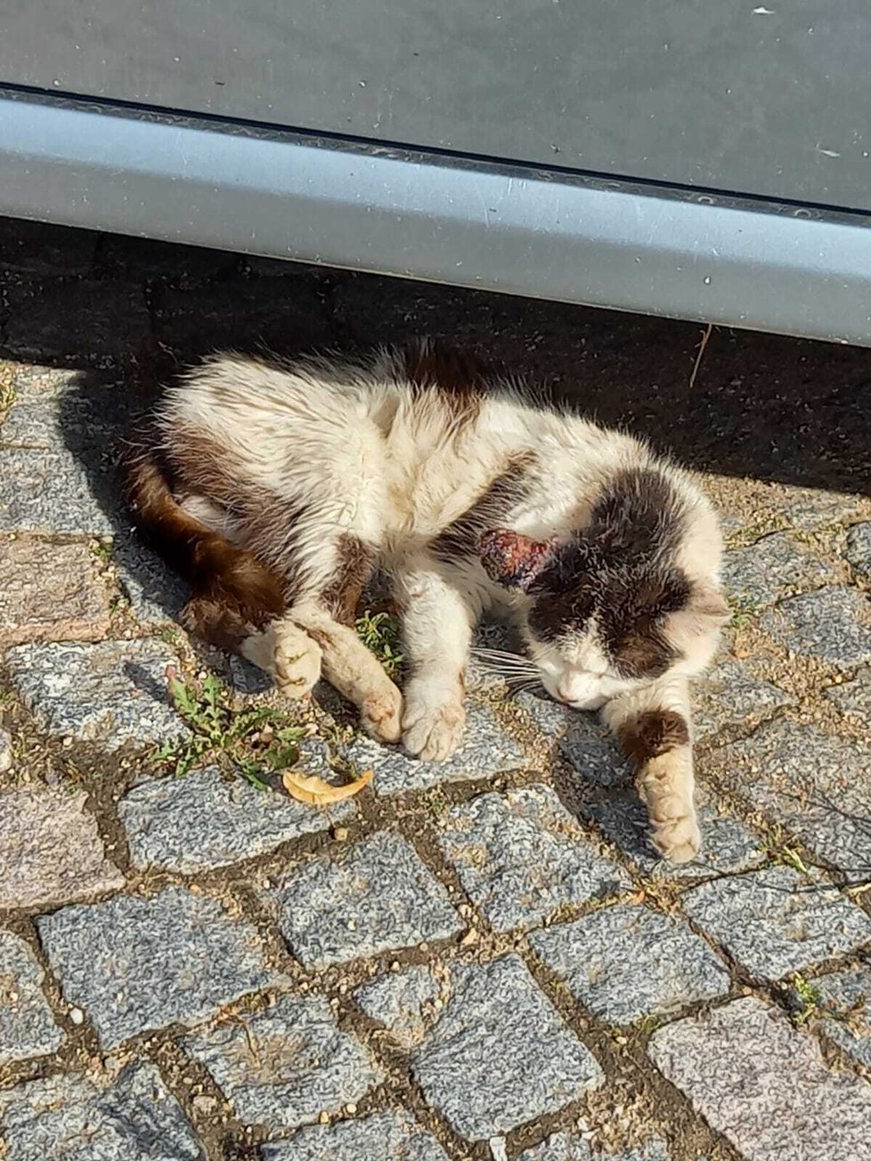 Kočka s obřím nádorem na uchu žila v Ústí nad Orlicí na ulici, ukrývala se pod auty a žila z toho, co jí kdo dal