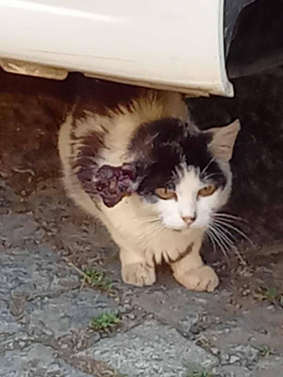 Kočka s obřím nádorem na uchu žila v Ústí nad Orlicí na ulici, ukrývala se pod auty a žila z toho, co jí kdo dal