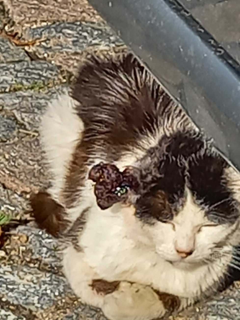 Kočka s obřím nádorem na uchu žila v Ústí nad Orlicí na ulici, ukrývala se pod auty a žila z toho, co jí kdo dal