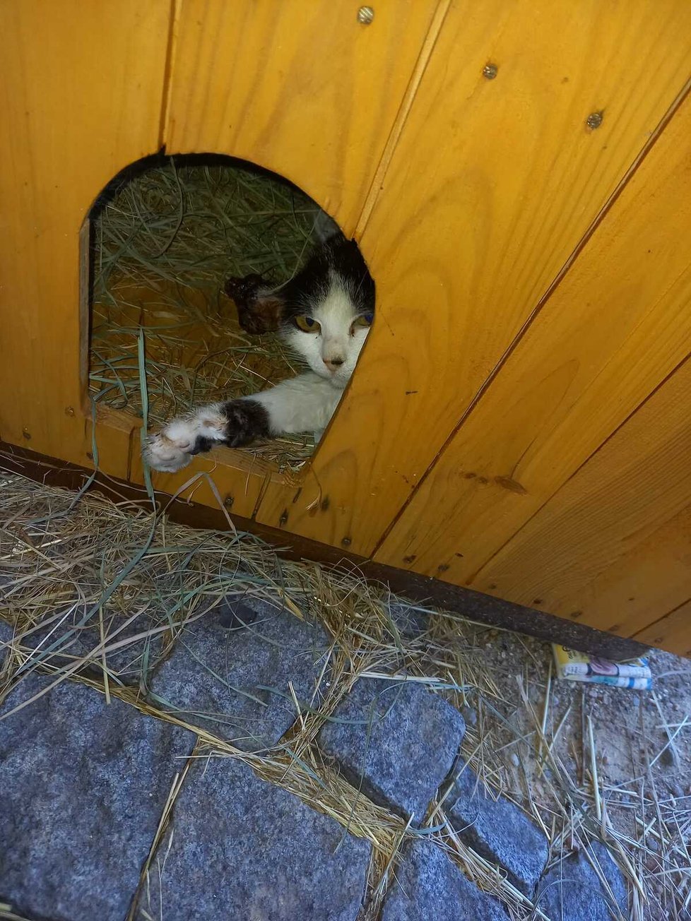 Místní udělali kočce domeček, ve kterém se občas zdržovala. Ani v něm se jí ale chytit nepovedlo