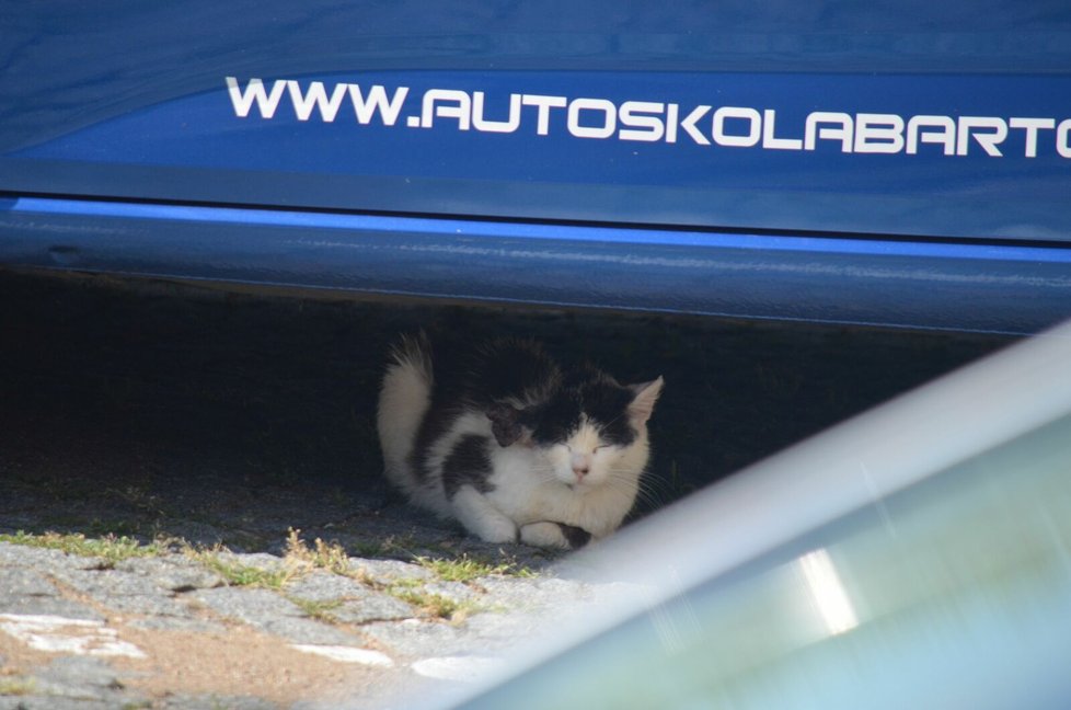 Kočka byla velmi ostražitá, nedůvěřivá a rychlá