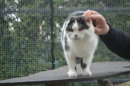 I bez odoperovaného ucha je z Paní Ouškové krásná kočka