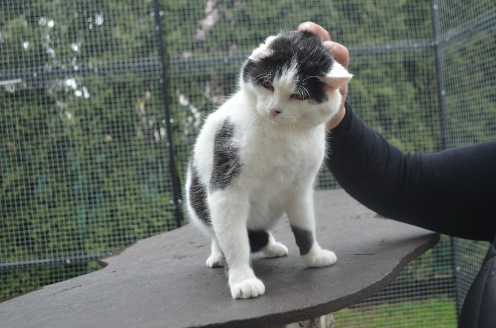 I bez odoperovaného ucha je z Paní Ouškové krásná kočka